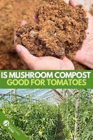 Is Mushroom Compost Good For Tomatoes Mushroom Compost Compost Growing Vegetables