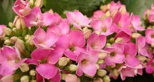 Como Hacer Que Un Kalanchoe Vuelva A Florecer Kalanchoe Blossfeldiana Jardineria Y Horticultura
