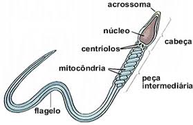 Espermatozoide Caracteristicas Dos Espermatozoides Brasil Escola