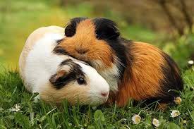 Das meerschweinchen ist ein beliebtes haustier von kindern. Die 16 Beliebtesten Meerschweinchen Rassen