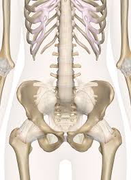 Pain could be in the lower abdomen or both there and the lower back, and it could radiate down into the legs. Bones Of The Pelvis And Lower Back