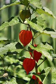 Chinese lantern plant orange wild colorful. Pin On Hufflepuff