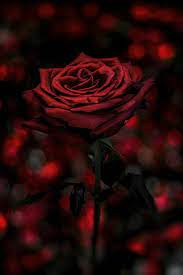 Pin Di Vonnie Davis Su Hot Red Sfondi Rosa Rose Rosse Estetica Rossa Sfondo tumblr sfondi sfondi iphone sfondi rosa. pin di vonnie davis su hot red