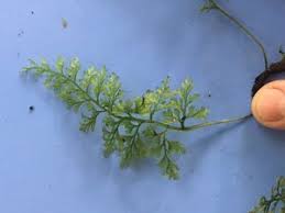 Image result for Vandenboschia