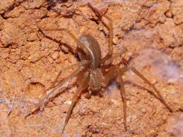 Image result for große winkelspinne biss haut reaktion