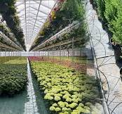 Irrigation systems: Ebb and flow system versus drip irrigation