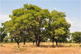 Image result for Parkia