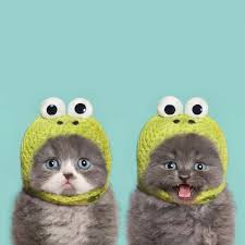 Knit a dinosaur hat or crochet a fox hat for your kitty | make crocheted wizard hat for cat measurements: Two Kittens In Knit Frog Hats Are Definitely Better Than One Imgur