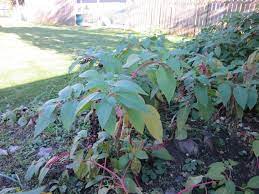 Maybe you would like to learn more about one of these? Pokeweed A Native Nuisance Indiana Yard And Garden Purdue Consumer Horticulturepurdue University Indiana Yard And Garden Purdue Consumer Horticulture