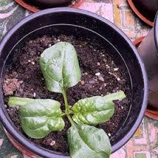 Image result for Basella alba