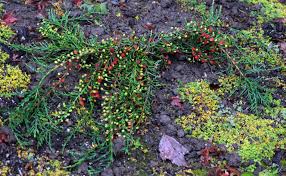 Image result for Micrococca capensis