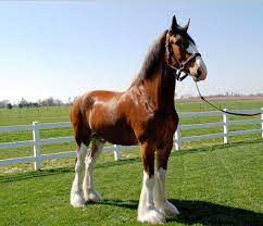Check spelling or type a new query. Record Setting Clydesdale Sells For Us60 000 Horsetalk Co Nz