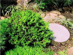 Image result for Xerophyta squarrosa