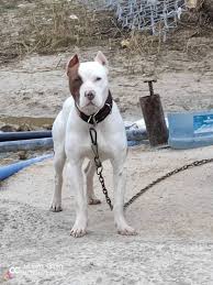 Satilik Pitbull Fiyatlari Ve Ilanlari Kopek Dunyasi
