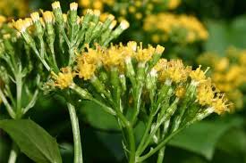 Image result for Delairea odorata