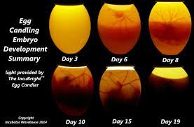 Why do incubated eggs go bad? Egg Candling With The Incu Bright