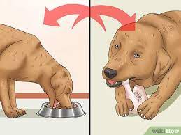 How To Keep A Dog From Throwing Up 12 Steps With Pictures