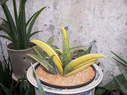 Image result for Sansevieria hallii