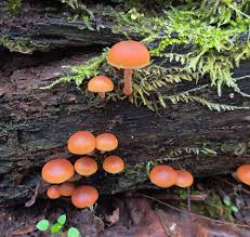 Image result for Ozoroa marginata