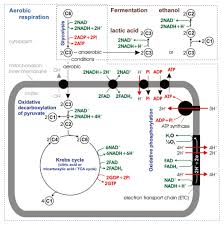 Dieses programm ist für den privaten (nicht kommerziellen) gebrauch kostenlos. Adenosintriphosphat Atp Energieeinheit Des Lebens Lecturio