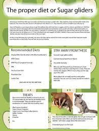 Sugar Glider Food Recipe Google Search Sugar Glider