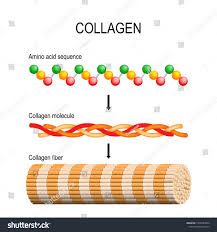 • color any nonpolar amino acids yellow. Pin On Art Design Illustration Creativity