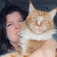 The Ultimate Guide to Buying a Maine Coon Kitten