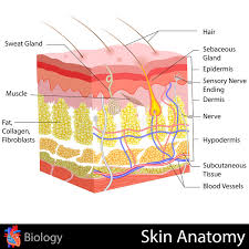 skin anatomy stock illustration illustration of healthcare