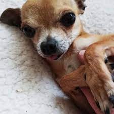 Happy Gotcha Day Tino Bambino Mychiandme Chihuahua Adoptdontshop Dizzychihuahuarescue Chihuahua Love Gotcha Day Chihuahua Rescue