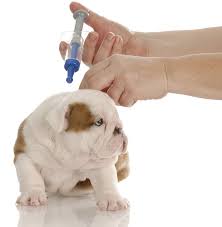 To learn more about our other treatments or to get a specific quote from us, just contact a location near you. Pet Vaccinations L Hamilton Road Animal Hospital L Columbus