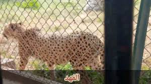 حيوان الفهد | حديقة حيوان الجيزة zoo | 2022 | Animal Planet ناشيونال  جيوغرافيك مصر - YouTube