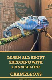 Why Do Chameleons Shed Chameleon Pet Veiled Chameleon Chameleon Enclosure