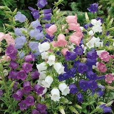Bell Flower Mix 100 Seeds Campanula Medium Canterbury Etsy In 2020 Flower Seeds Plants June Flower