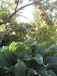 Two sprays late winter/ early spring. How To Grow Your Own Peaches And Nectarines Winter Vegetables Gardening Growing Fruit Trees Strawberry Plants