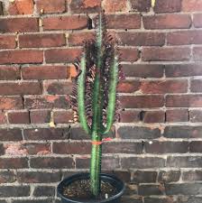 Image result for Euphorbia dedzana