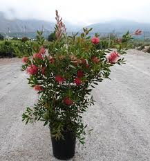 Image result for Callistemon