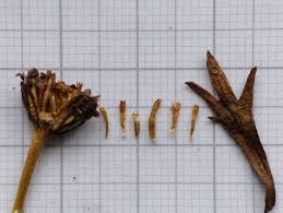 Image result for Limnophila ceratophylloides