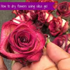 Maybe you would like to learn more about one of these? My Boyfriend Mike Bought Me The Most Amazing Bouquet Of Flowers I Ve Ever Seen In My Life Crazy Brownie How To Preserve Flowers Flower Crafts Preserved Roses