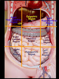 We did not find results for: Abdominopelvic Regions And Quadrants Medical School Studying Medical Coding Medical Anatomy