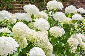 Check spelling or type a new query. English Nature Flowers And Plants English Garden Stock Photo Picture And Royalty Free Image Image 128780730