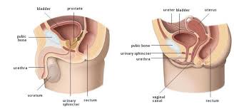 Lower Urinary Tract Symptoms
