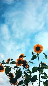 Flower Wallpaper For Iphone Xr 3d Wallpapers Flower Iphone Wallpaper Sunflower Wallpaper Iphone Wallpaper Winter