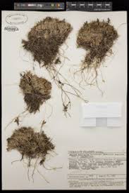 Image result for Panicum hymeniochilum