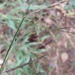 Image result for Poecilostachys