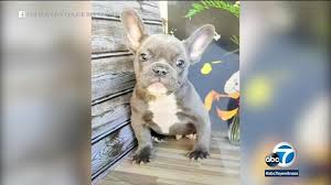 Maybe you would like to learn more about one of these? French Bulldog Puppy Stolen At Gunpoint In Culver City