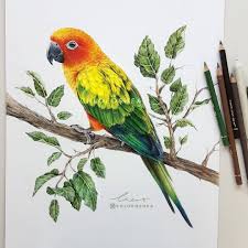 Birds That Start With O 6 640 Kedveles 167 Hozzaszolas Chloe O Shea Chloeoshea Instagram Hozzaszolasa Hi Its Been A While Realistic Animal Drawings Animal Drawings Animal Art