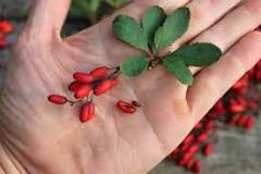 Image result for are barberry berries poisonous
