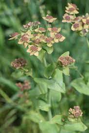 Bupleurum Perfoliatum Bronze Form Plants Garden Herbarium