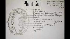 Find over 100+ of the best free sketch images. How To Draw Plant Cell Very Easy Step By Step Youtube