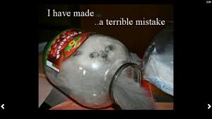 I don't look like chucky doll. Funny Animal Pics 11 1 Download Android Apk Aptoide